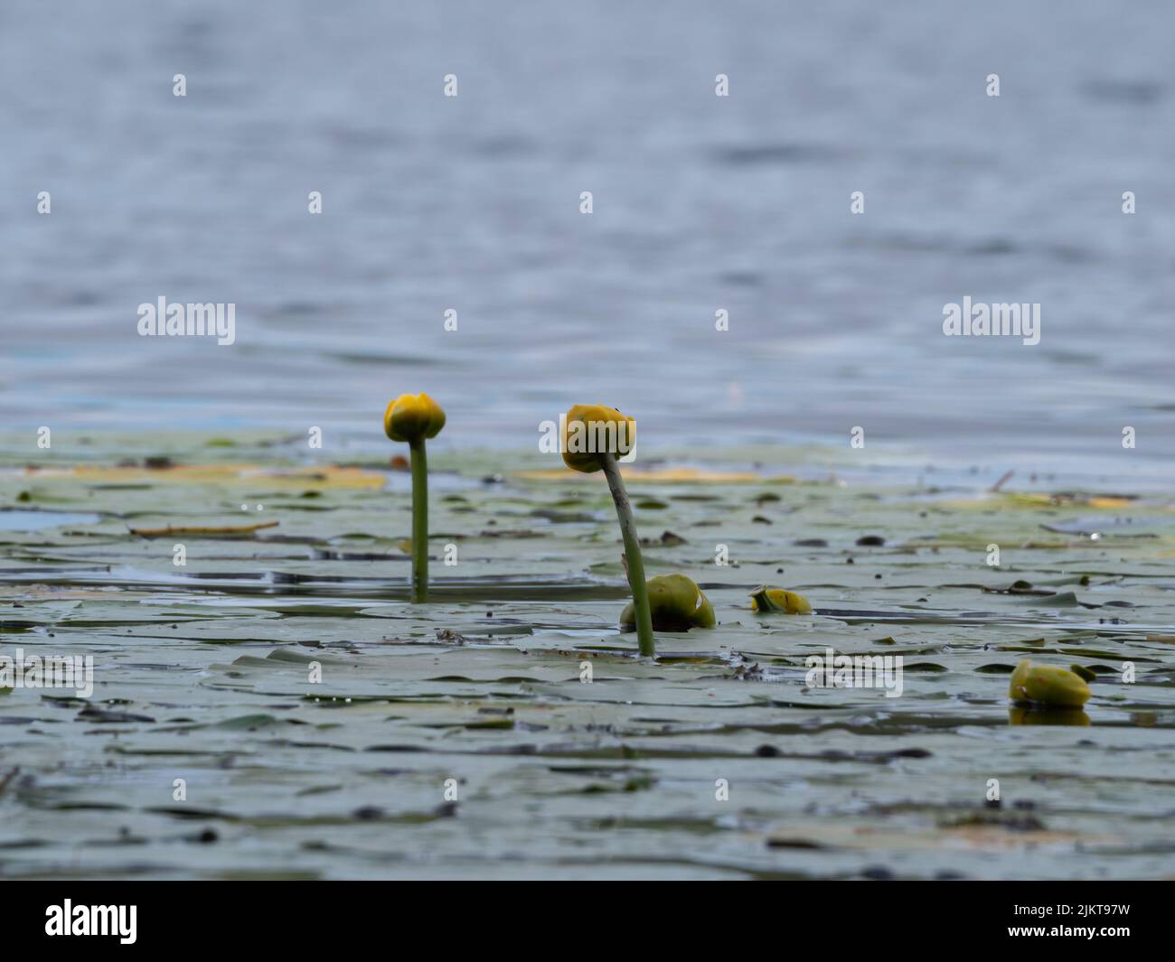 A close-up shot of some yellow water-lilies growing in the water. Stock Photo