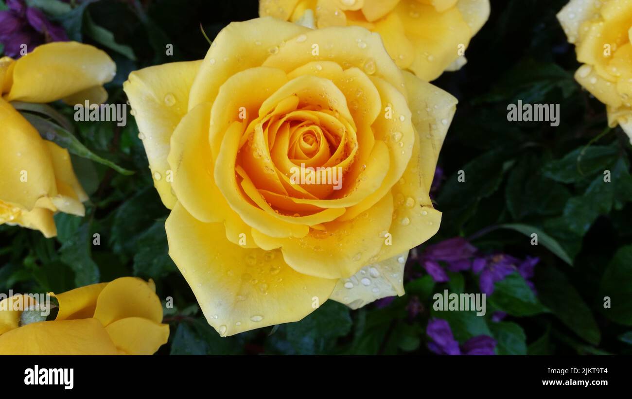 The yellow roses in a garden Stock Photo