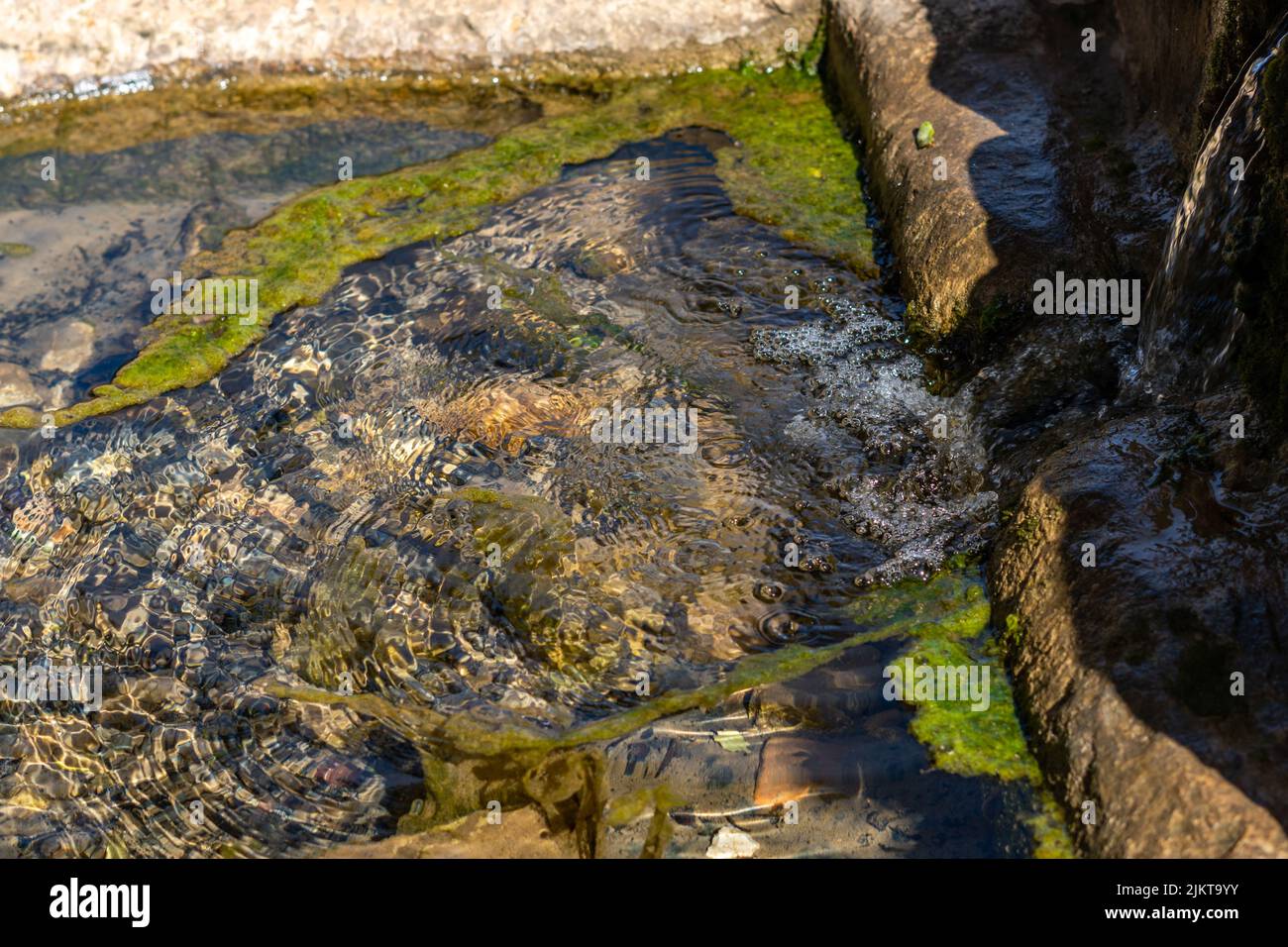 sunlit cattle watering trough with crystal clear water and green algae