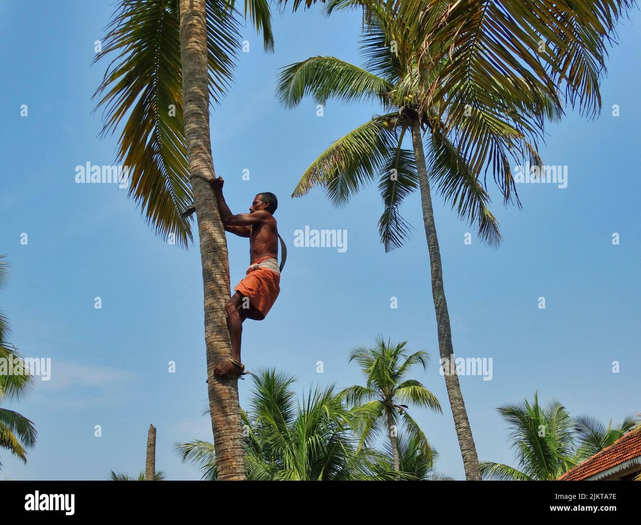 The photo shows an Indian man climbing up a coconut tree in the traditional way to pick coconuts. Stock Photo