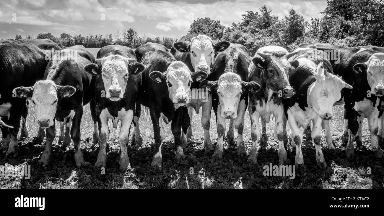 Cattle seeming to pose for a photograph. Stock Photo