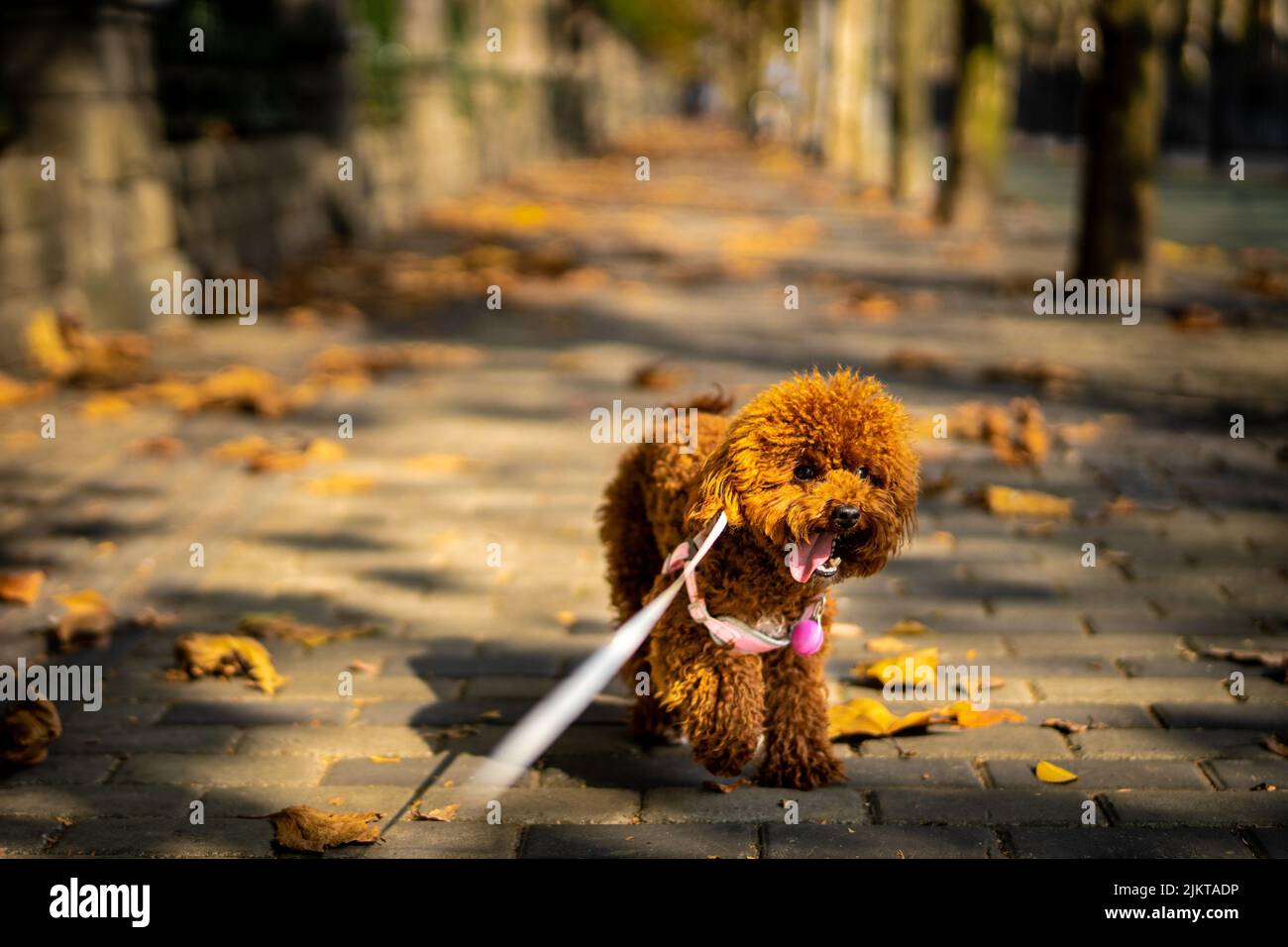 An adorable Toy Poodle on a leash walking in the street Stock Photo Alamy