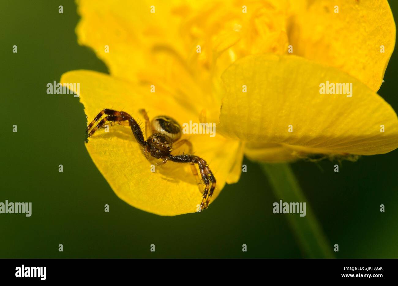 Yellow color variation of a Napoleon crab spider (Synema globosum) lurking for prey on a yellow-colored  flower, Valais, Switzerland Stock Photo