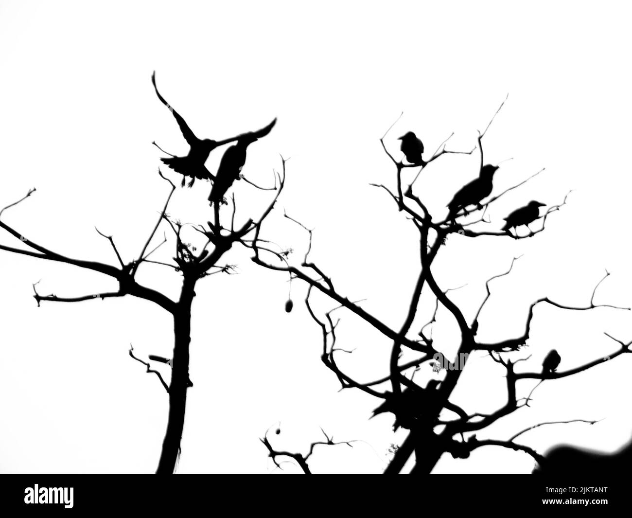 A low angle shot of silhouetted crows are sitting on the mango tree with white sky Stock Photo