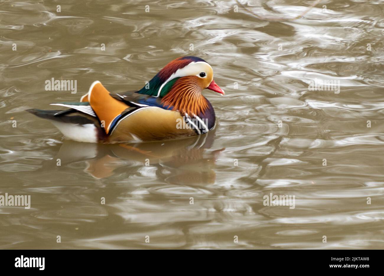 A photo of a tangerine swimming in a lake, a small bird of the genus of