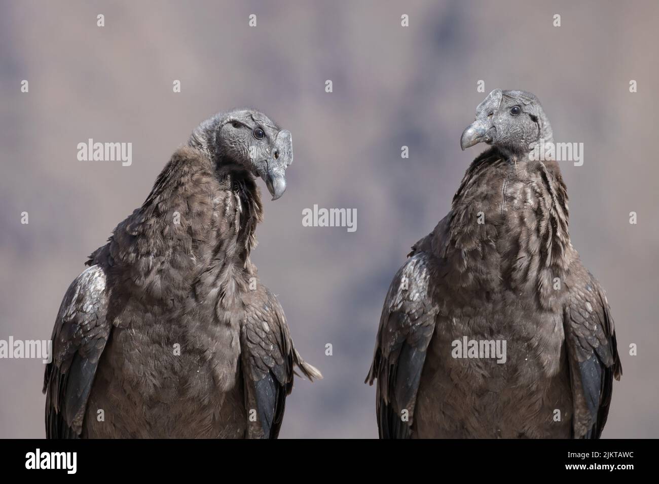 Condors hi-res stock photography and images - Alamy