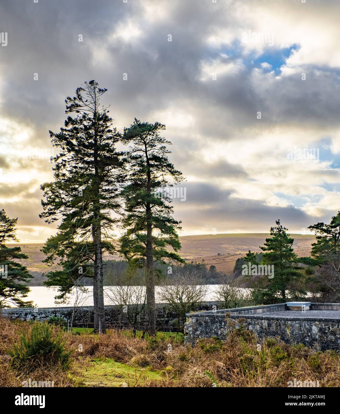 Tree hill pine sunlight hi-res stock photography and images - Alamy
