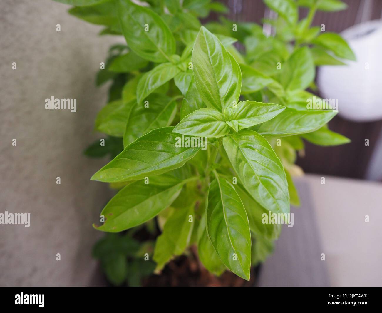 Isabella or the pot of basil hi res stock photography and images