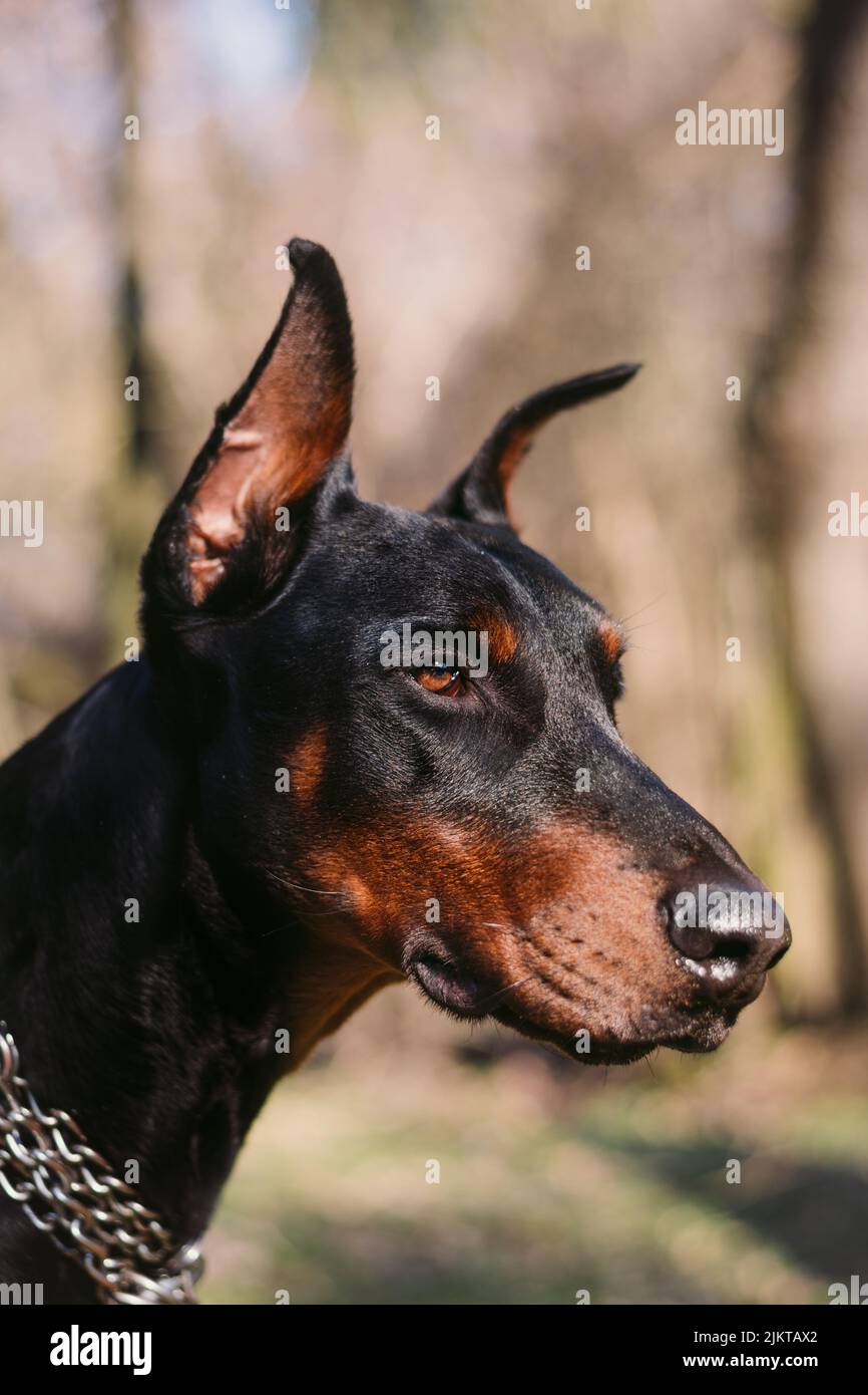 A closeup shot of a Dobermann with brown eyes and sharp ears with an iron chain on the neck Stock Photo