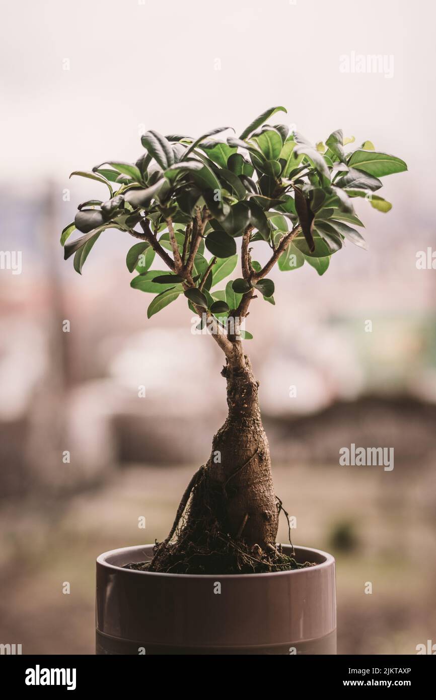 A selective focus shot of a ficus microcarpa growing in a flower pot Stock Photo