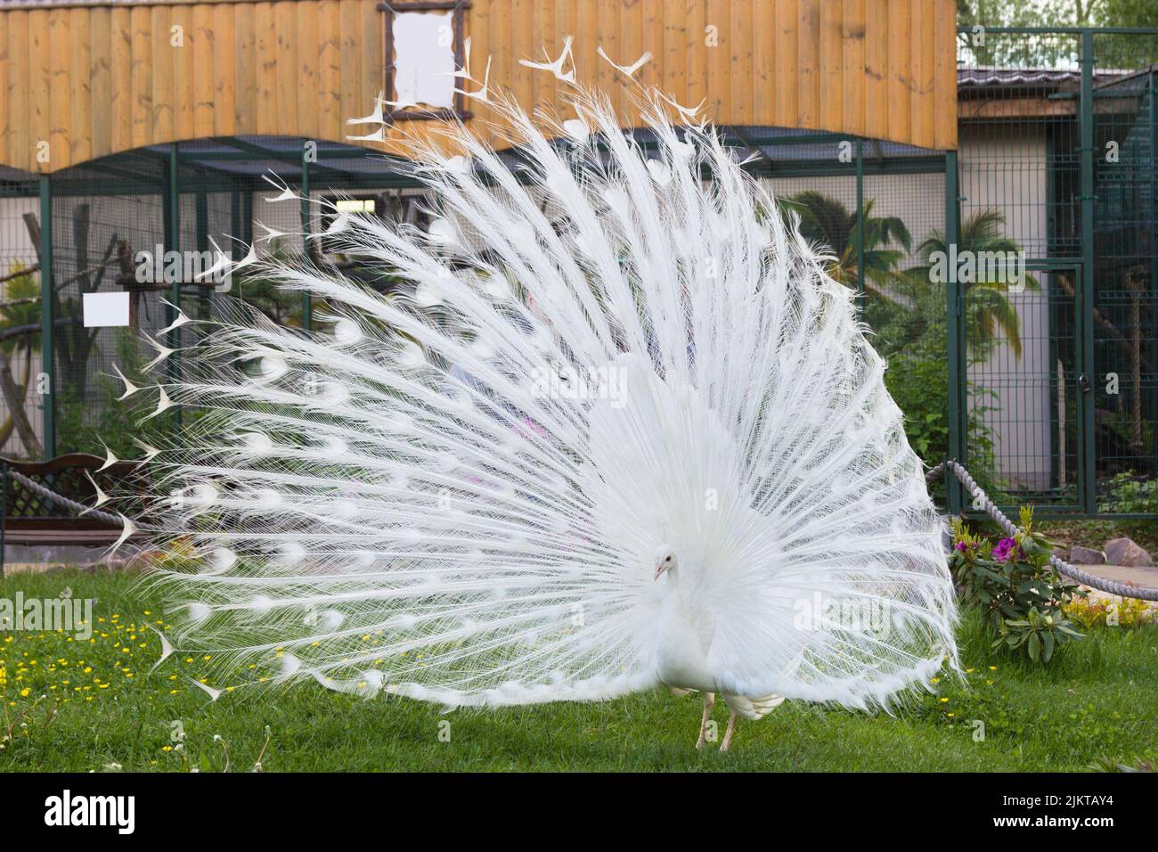 A white male peacock spreads its tail in a mating dance in front of a female peacock. Stock Photo