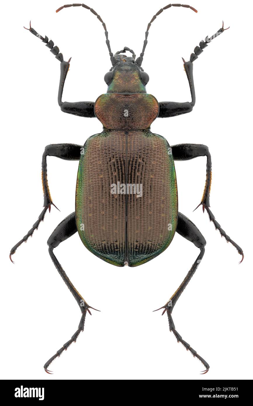 Ground beetle species Calosoma inquisitor, trivial name: lesser searcher beetle. Stock Photo