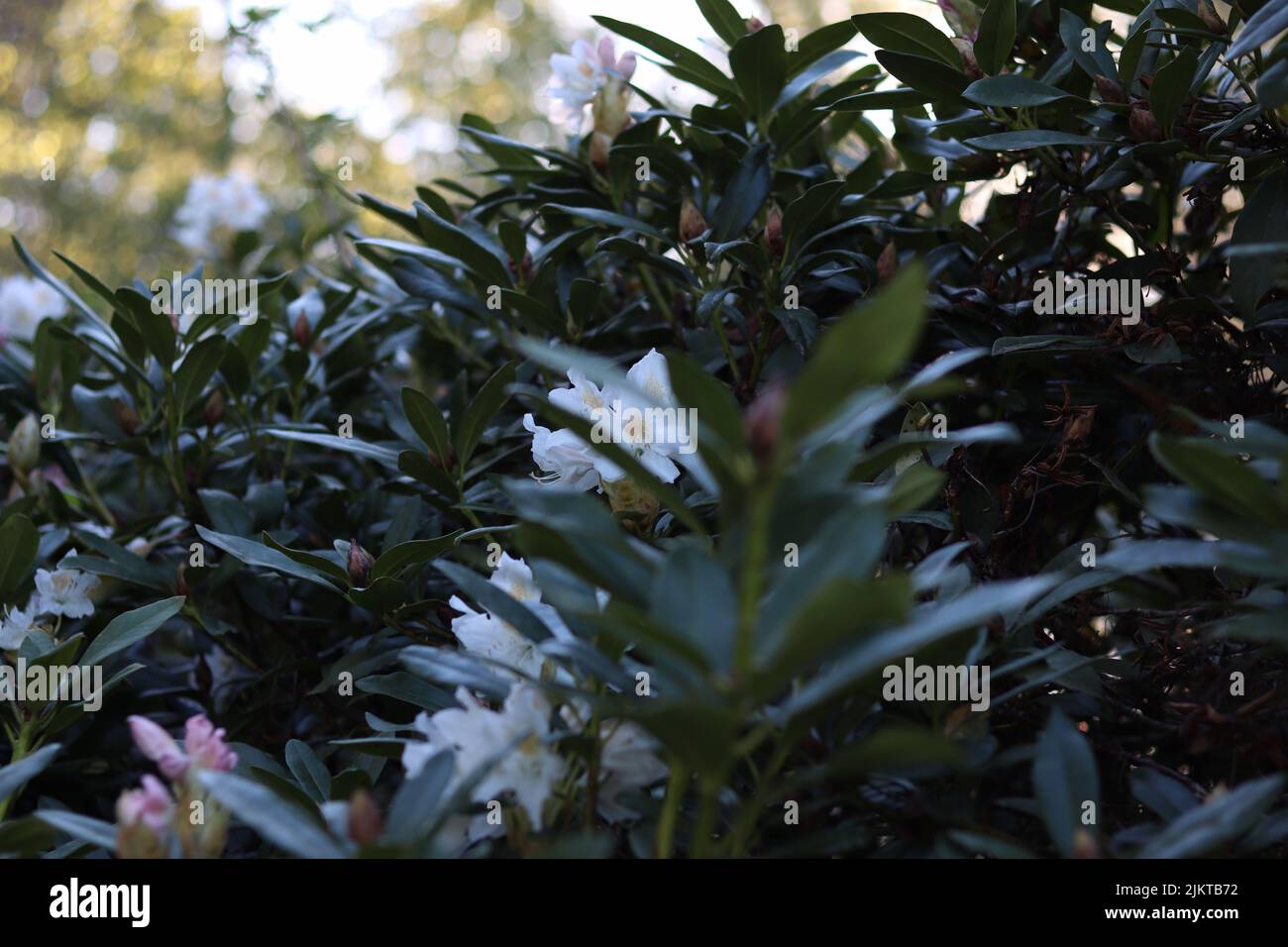 A closeup shot of Magnolia large-flowered plant growing in the garden Stock Photo