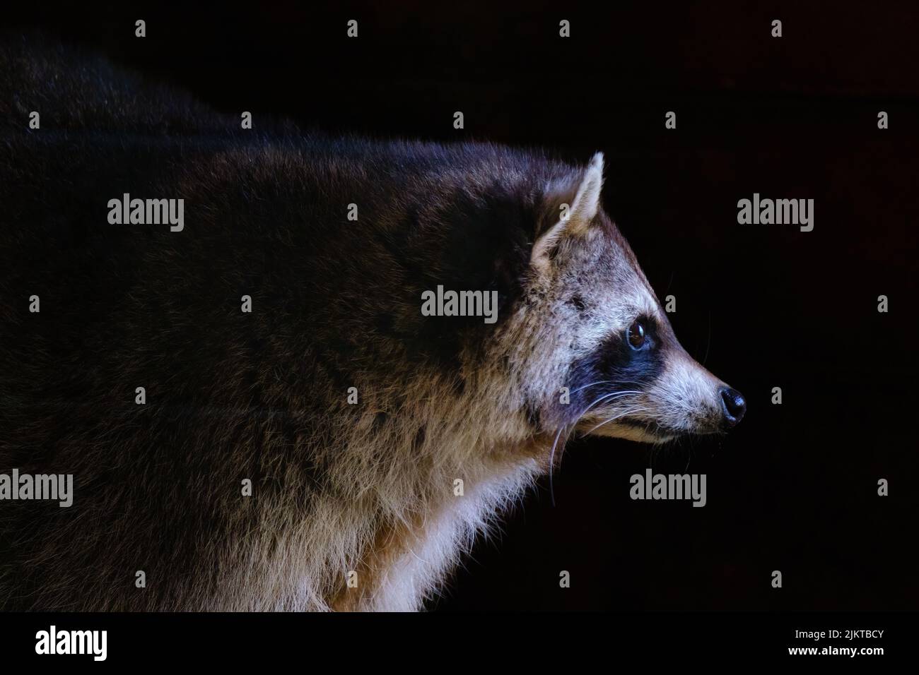 A closeup shot  portrait of a Raccoon Waschbar with black background Stock Photo