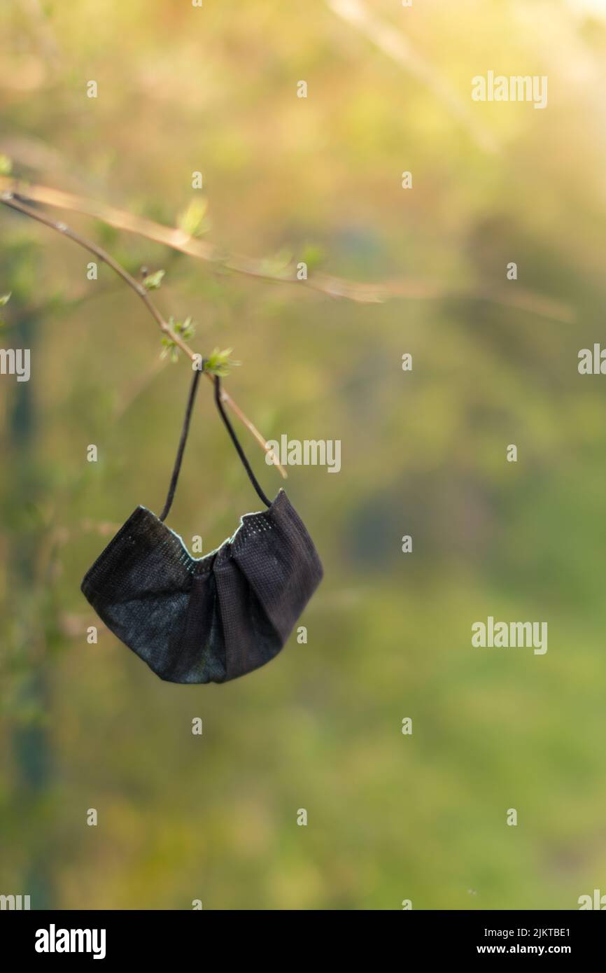 A shallow focus shot of a medical face mask hanging on a twig tree with blurred sunny green garden Stock Photo