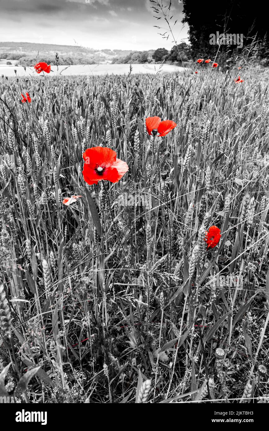 Black and white poppies hi-res stock photography and images - Alamy