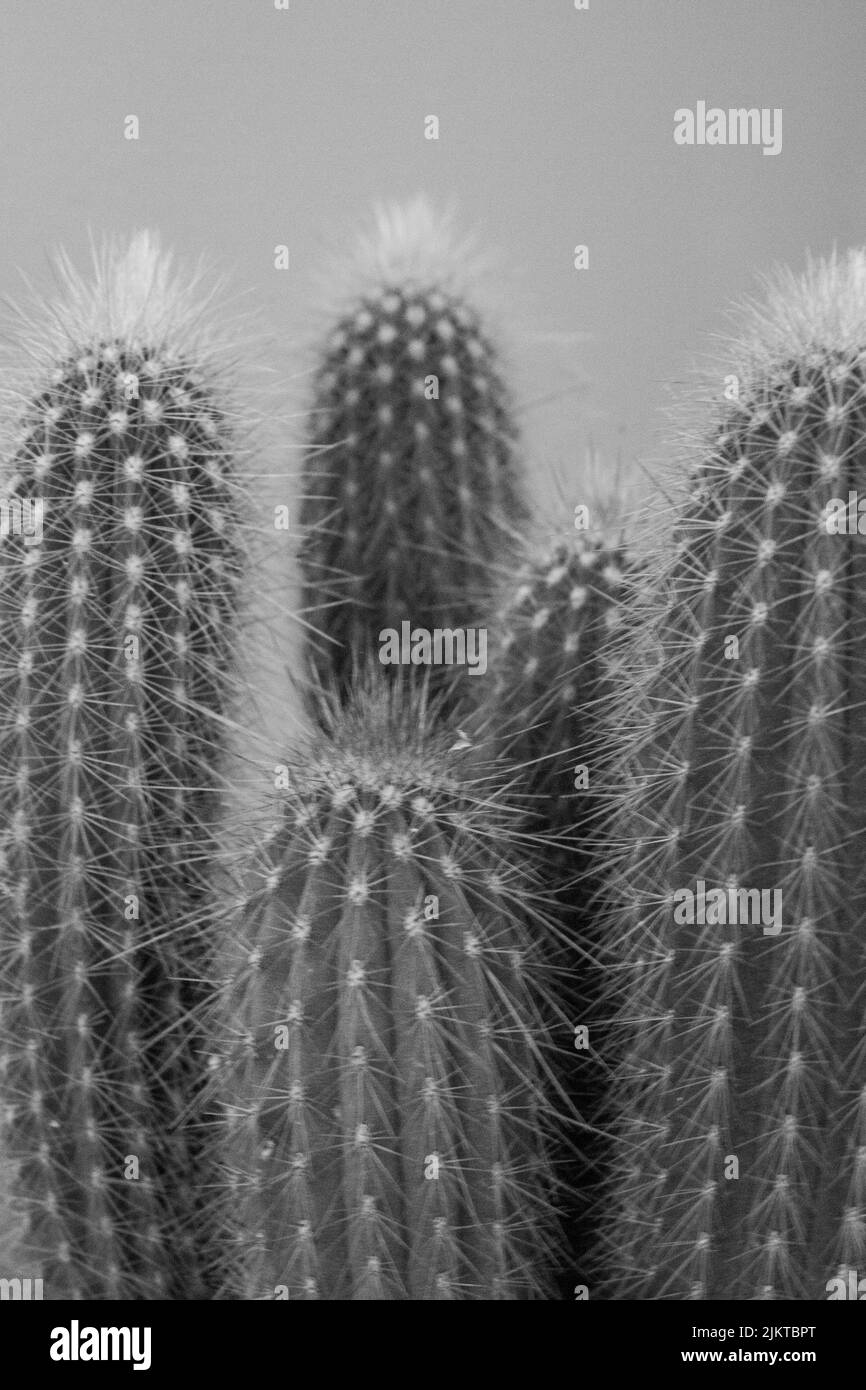 The cactus in black and white in the garden Stock Photo