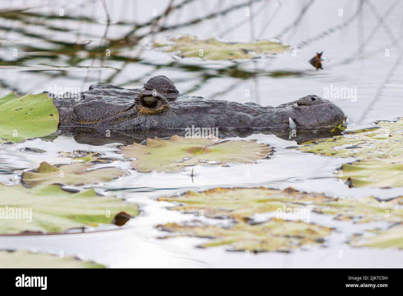 Closeup shot of Morelet's crocodile, also known as the Mexican crocodile or Belize crocodile Stock Photo