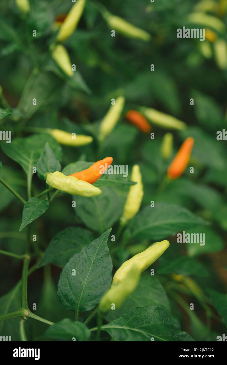 Rod pepper hi-res stock photography and images - Alamy