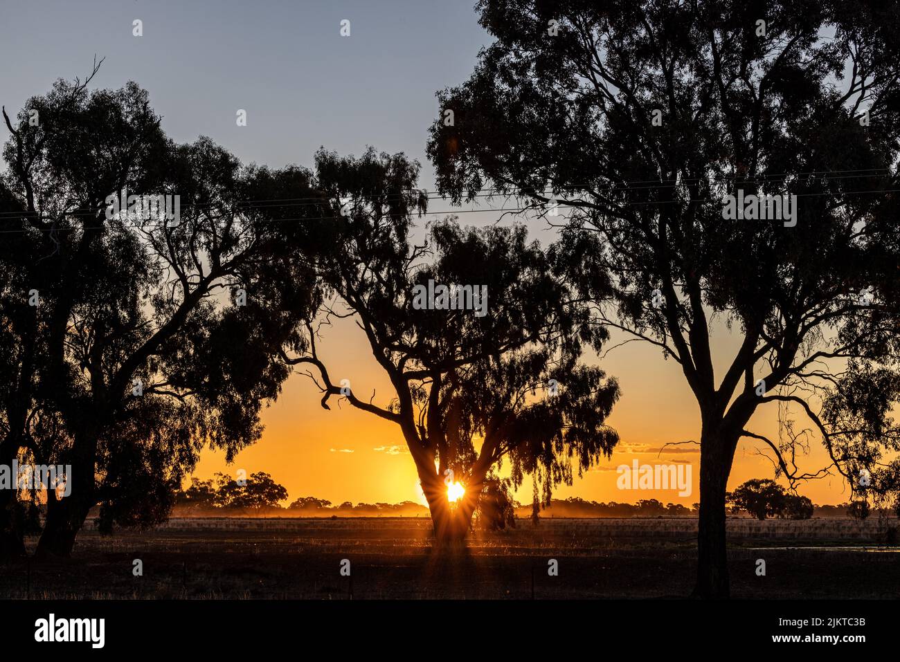Silhouette park field trees hi-res stock photography and images - Alamy