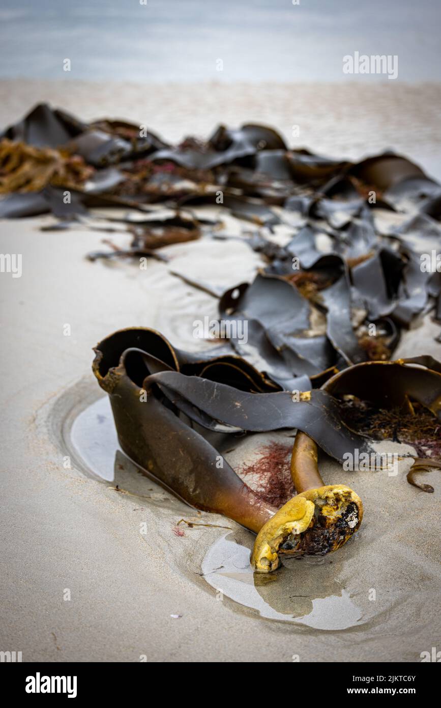 A selective focus shot of a black sea weed on wet sand of the beach during daytime with blurred background Stock Photo