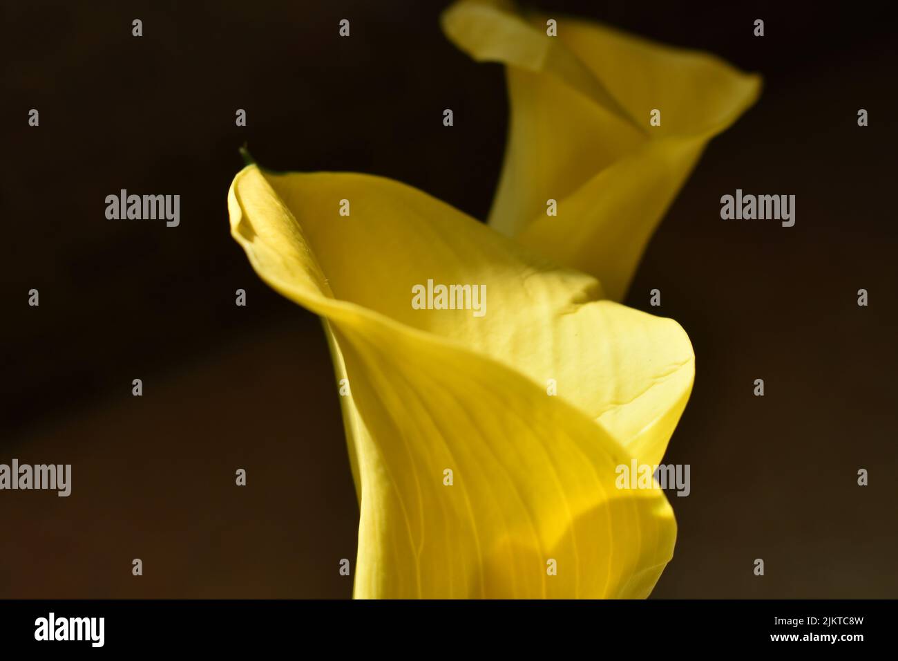 A close up of a golden Calla lily (Zantedeschia elliottiana) on a brown colored background Stock Photo