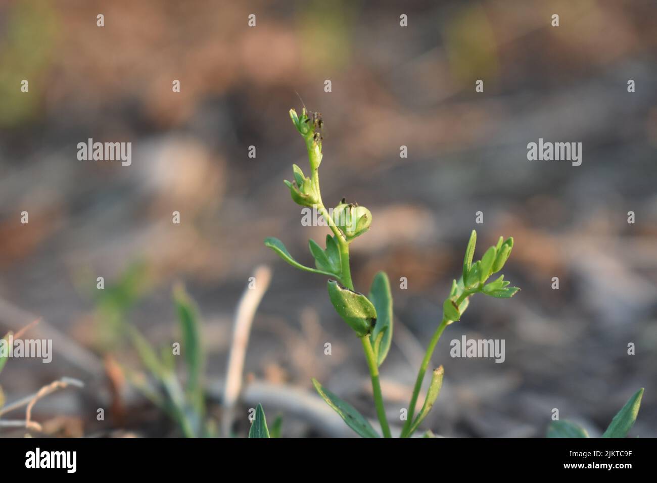 A close up of Thamnosma plant against a blurry background Stock Photo