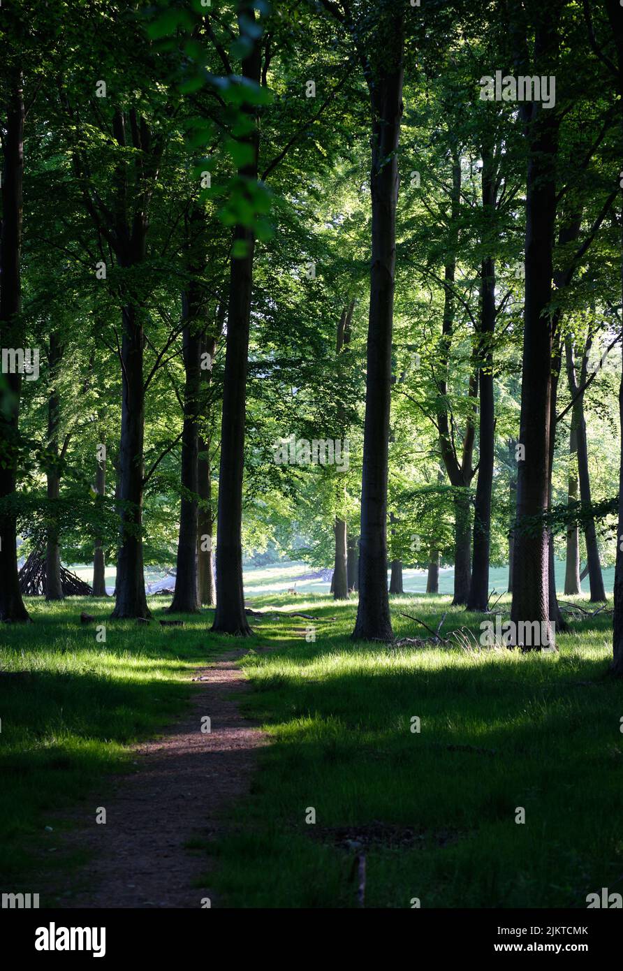LIght through trees in Dyrehaven Denmark Stock Photo - Alamy