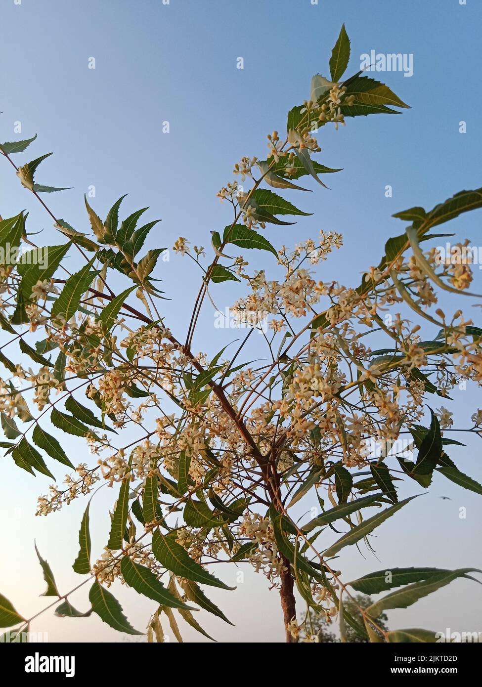 Neem plant hires stock photography and images Alamy