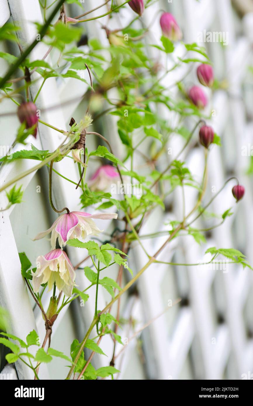 Clematis buds hires stock photography and images Alamy