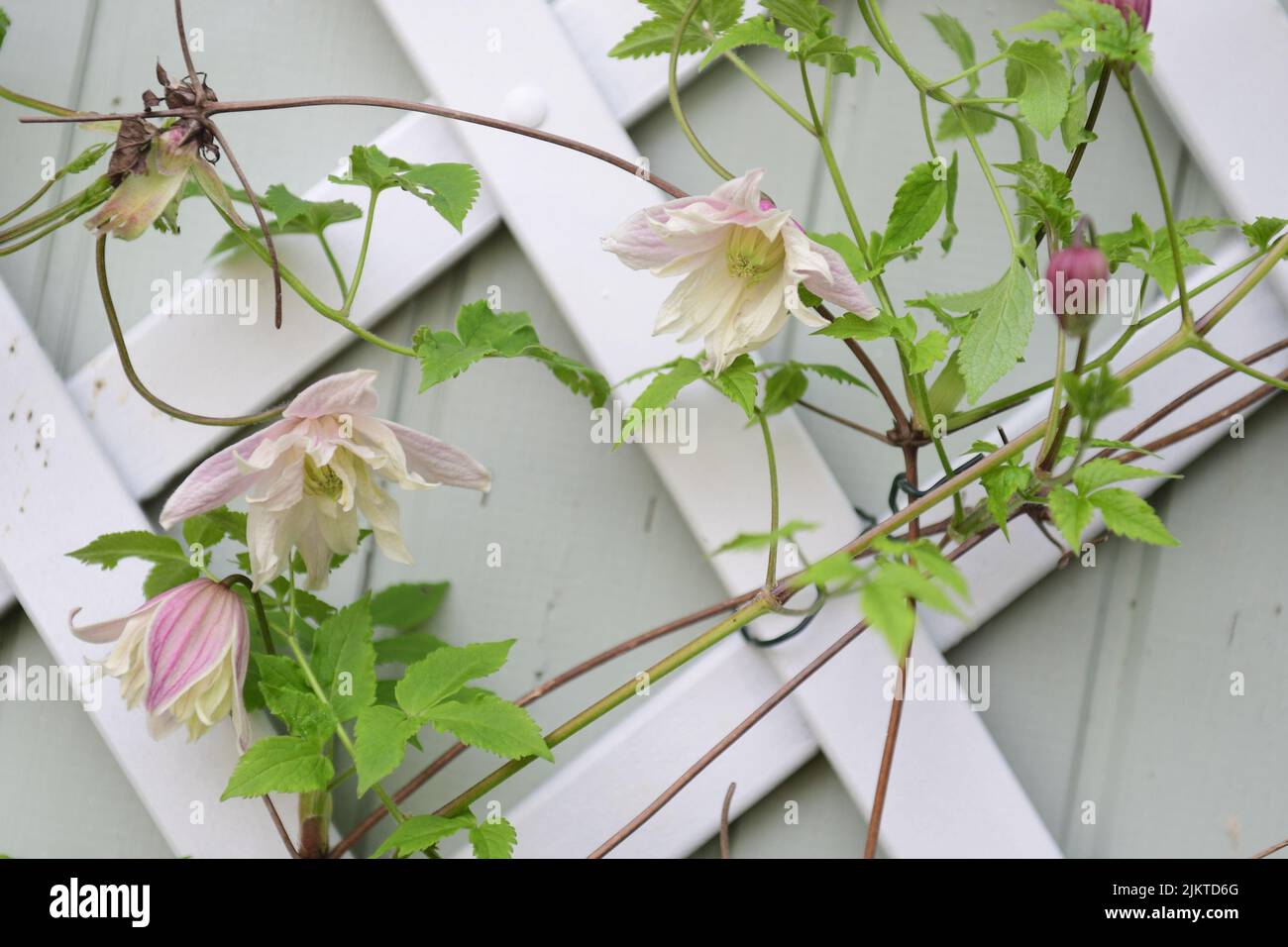A closeup of a pink clematis against the beautiful gate Stock Photo