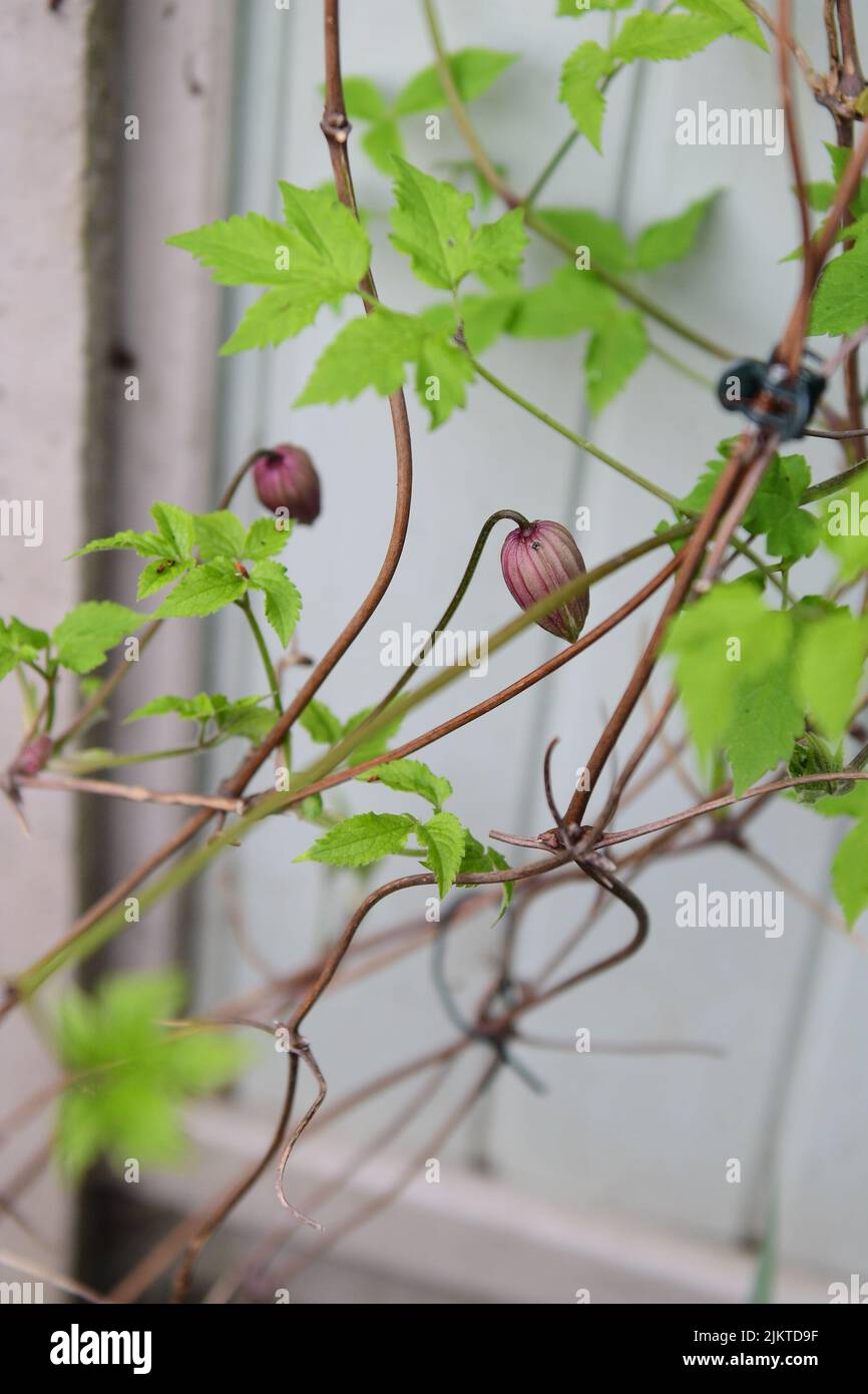 A vertical shot of a pink clematis buds Stock Photo