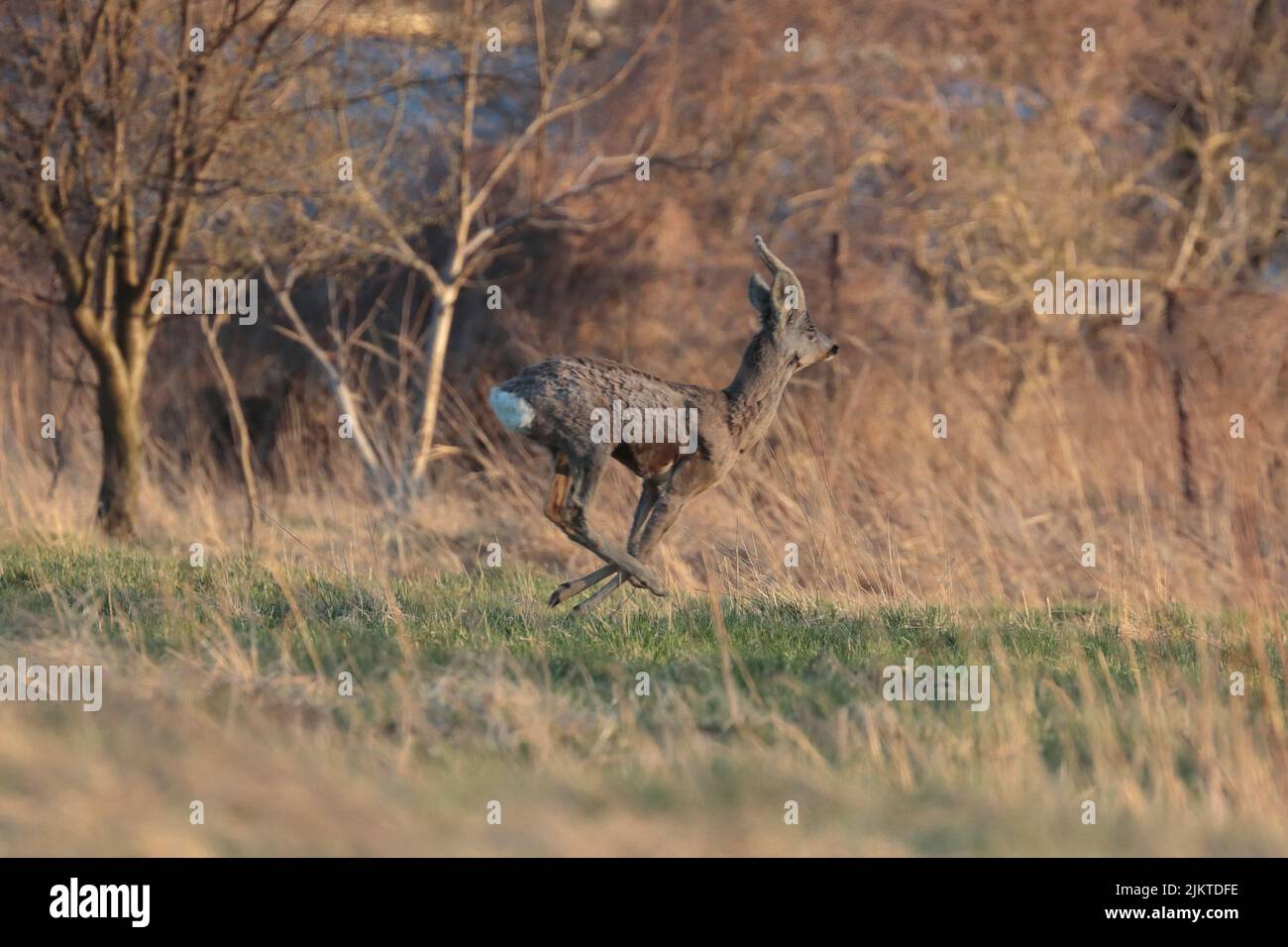A beautiful deer in wilderness Stock Photo