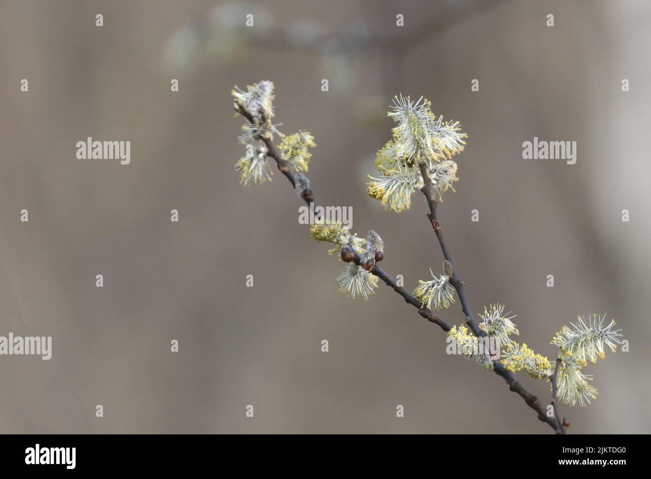 Spring tree leaf growth hi-res stock photography and images - Alamy