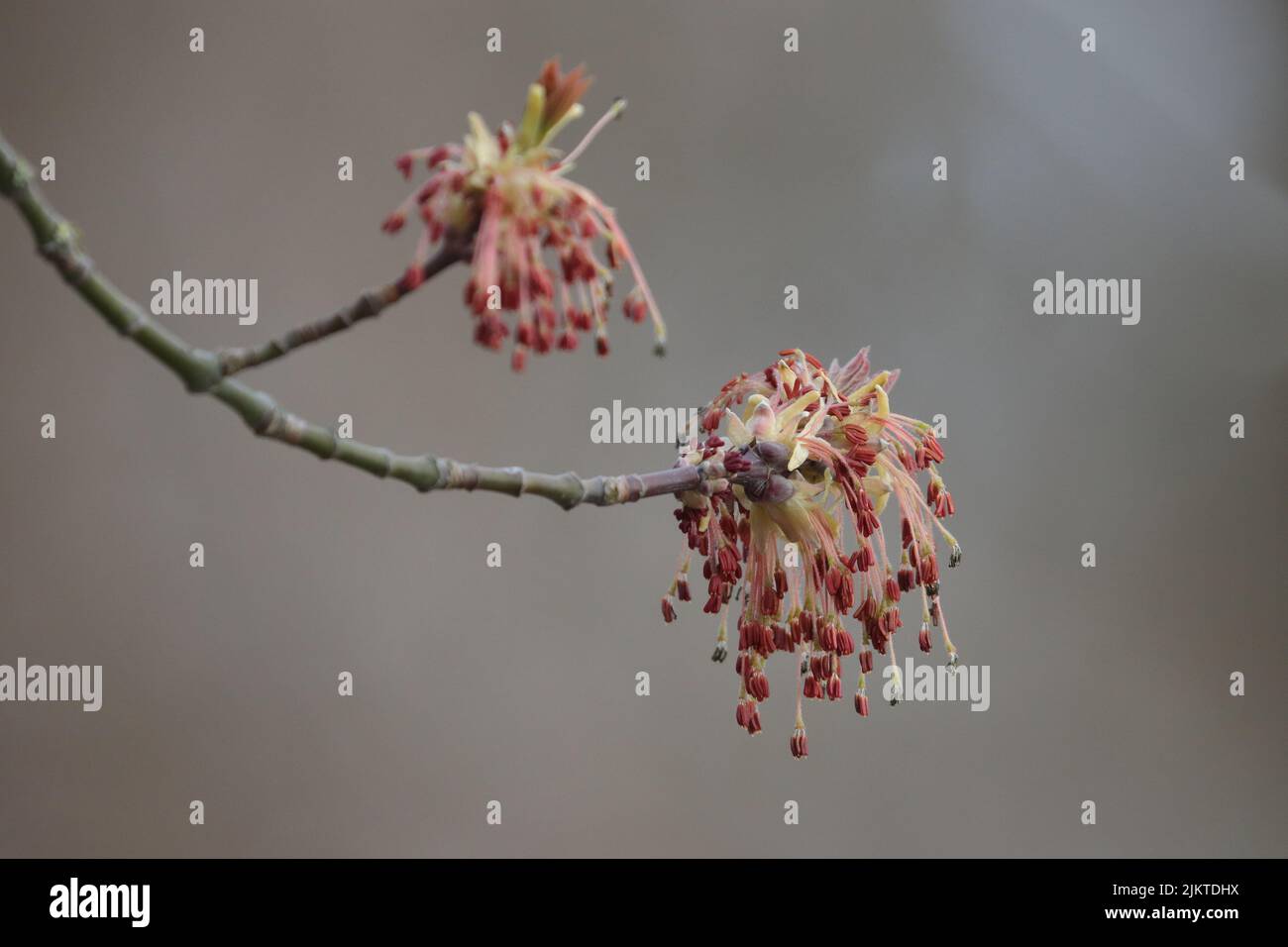 Branch tree green sprout hi-res stock photography and images - Alamy
