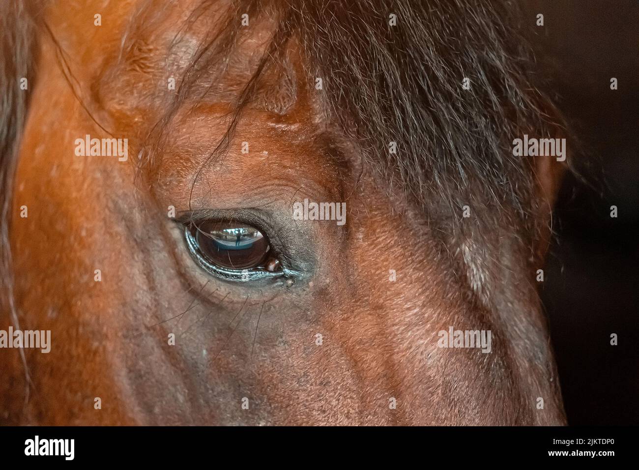 sad horse eyes close up with beautiful black bangs Stock Photo