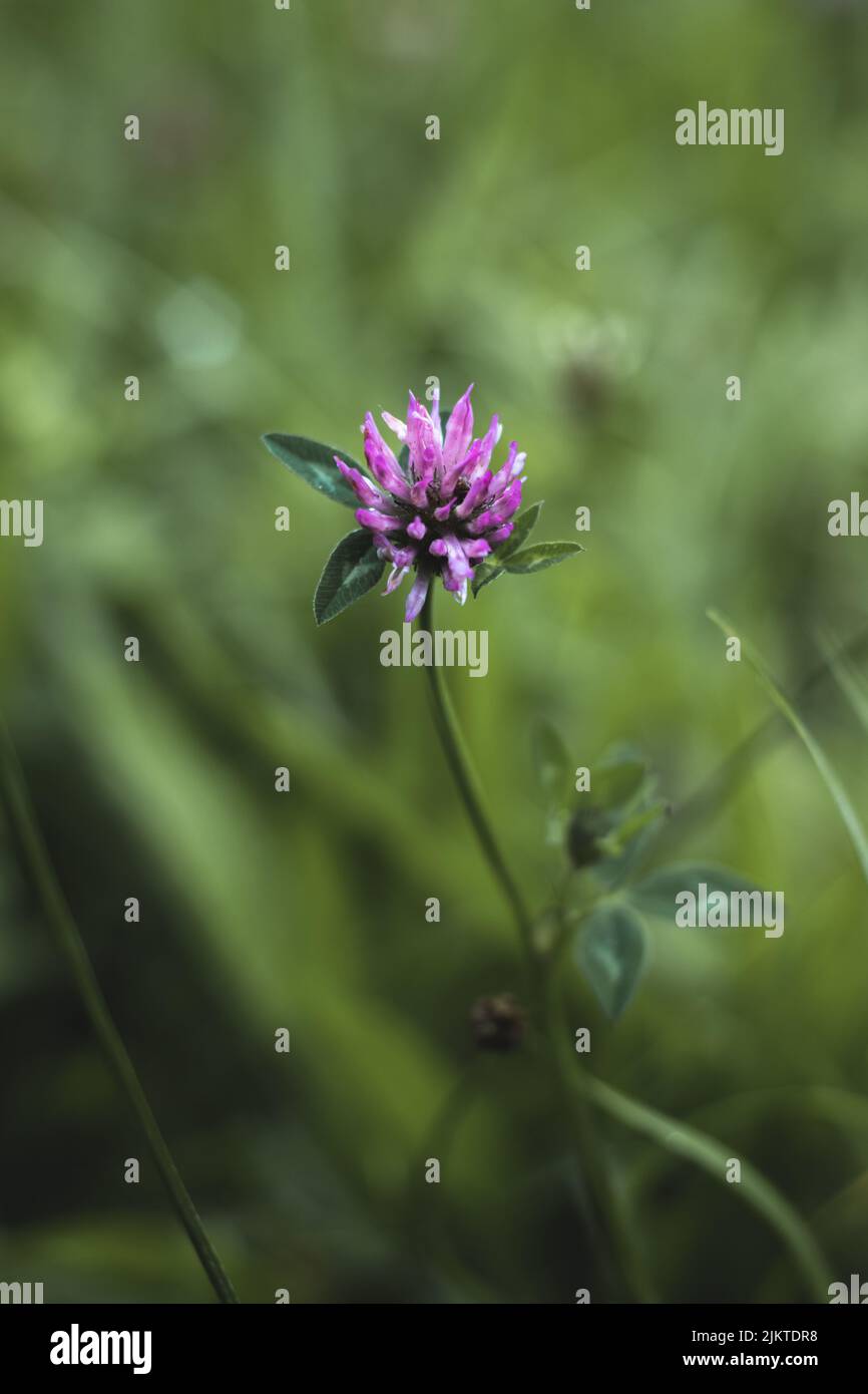 Close-up of a plant with nice green bokeh. Stock Photo