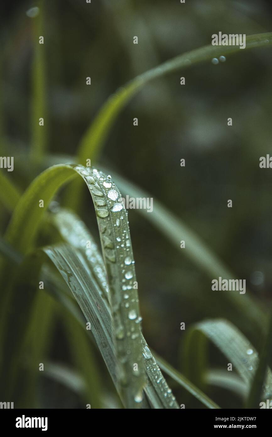 Grass plants on transparent hi-res stock photography and images - Alamy