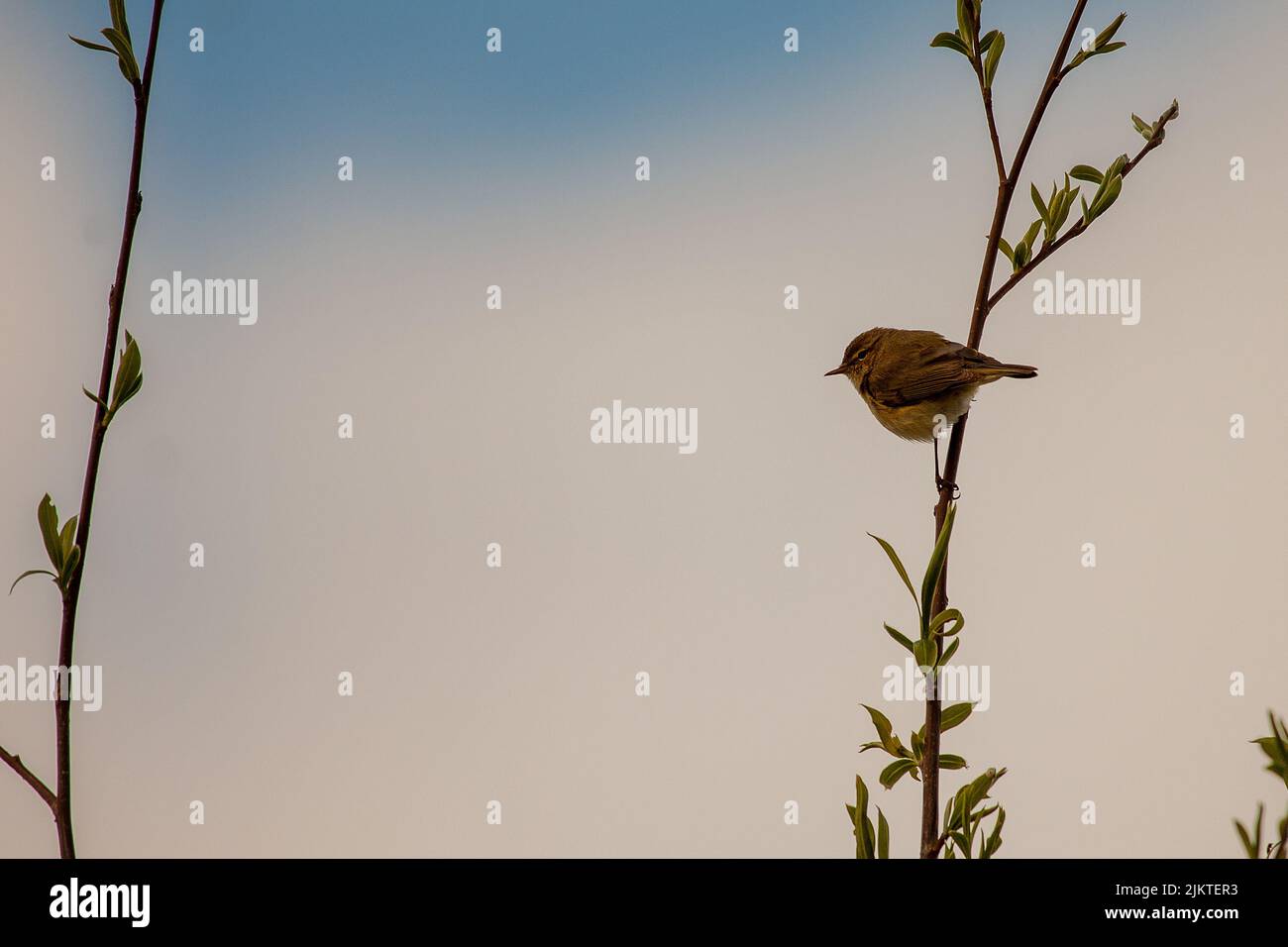 A selective focus of a bird perched on a tree branch Stock Photo