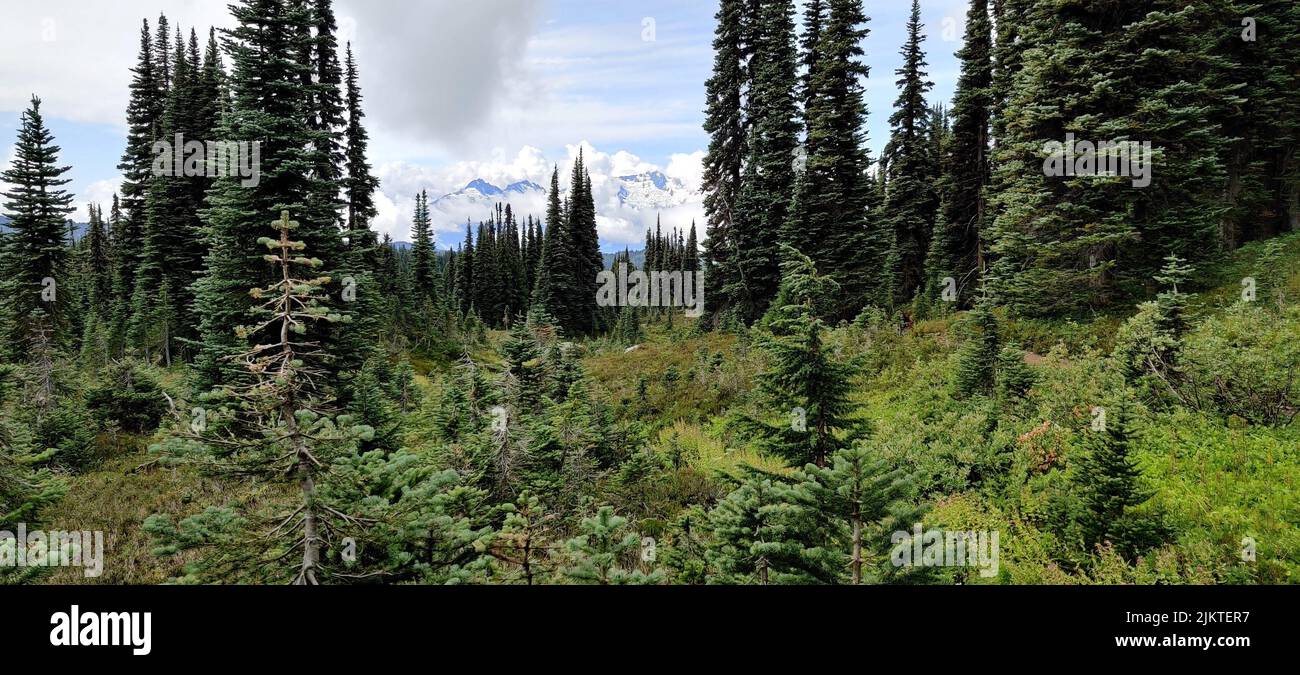 A mesmerizing view of the plants with trees of Taylor Meadow in ...
