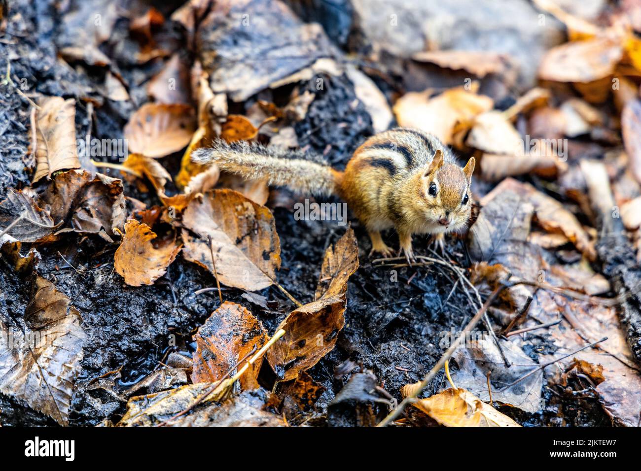 A closeup shot of a squirrel on ground with fallen leaves and ashes Stock Photo