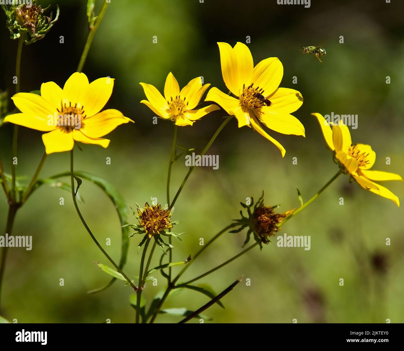 The yellow Bidens aristosa flowers Stock Photo