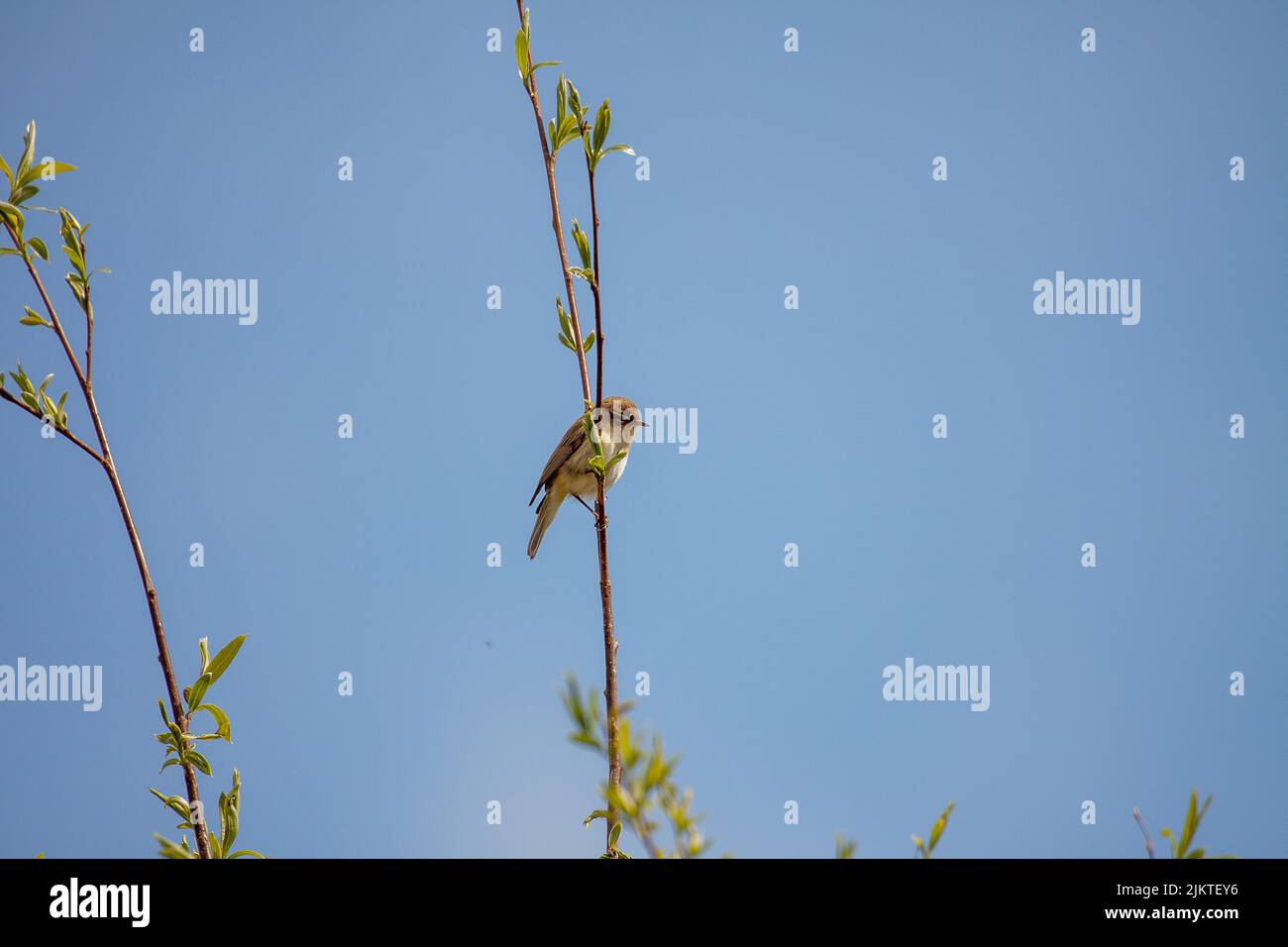 A selective focus of a bird perched on a tree branch Stock Photo