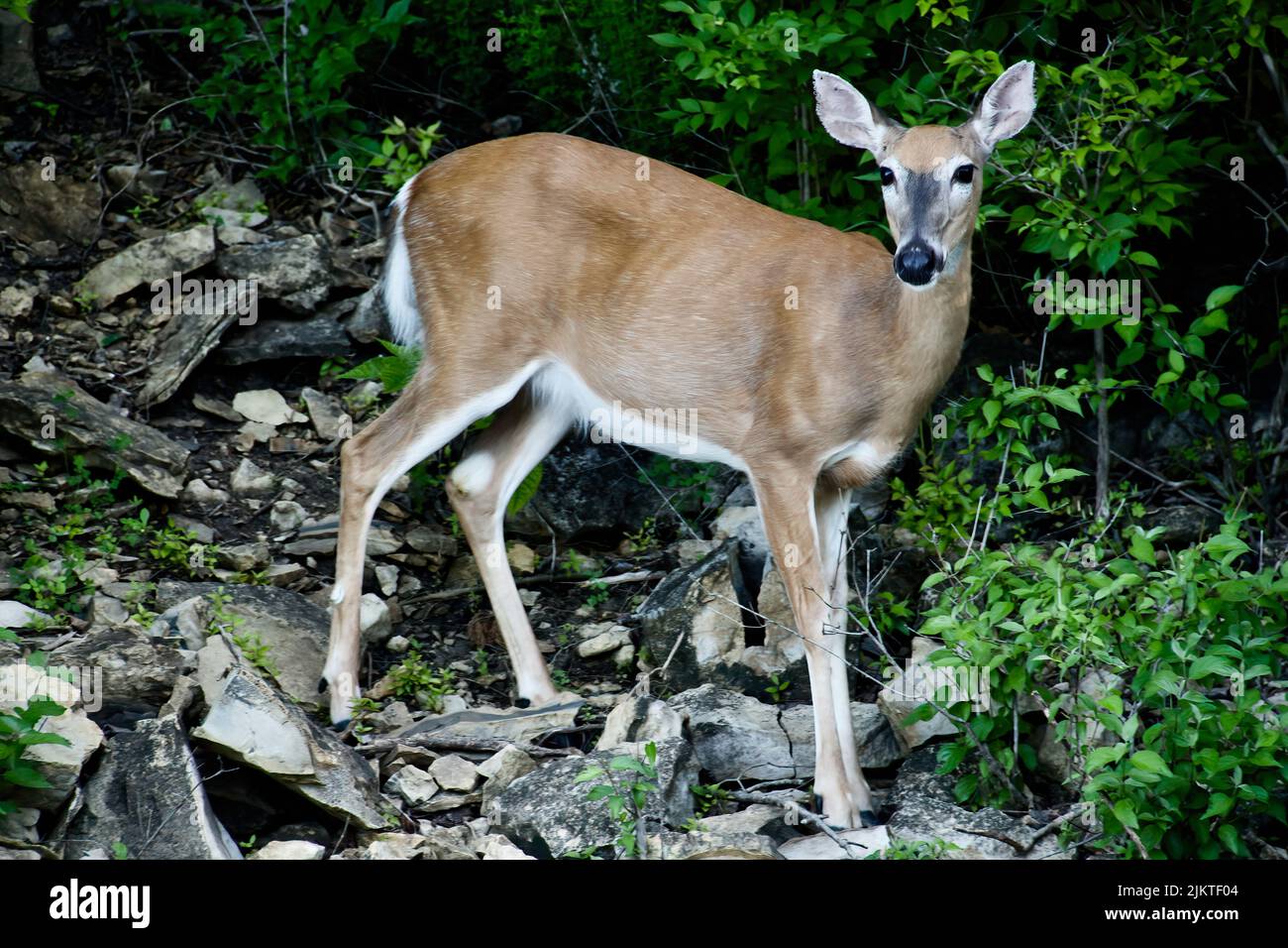 A young deer in a forest Stock Photo