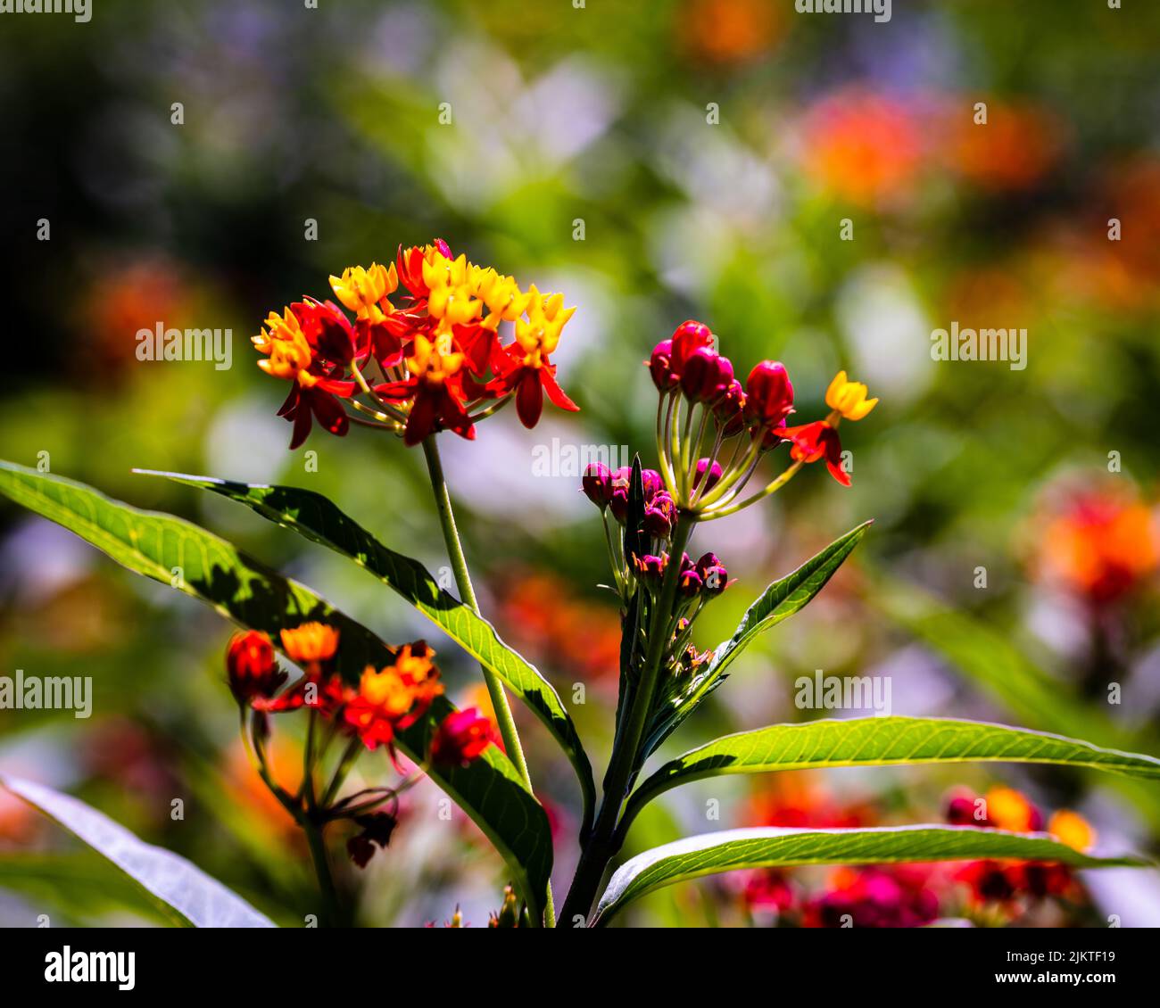 A closeup shot of the Mexican Butterfly Weed flowers in Rutgers Gardens, New Brunswick, New Jersey, United States Stock Photo