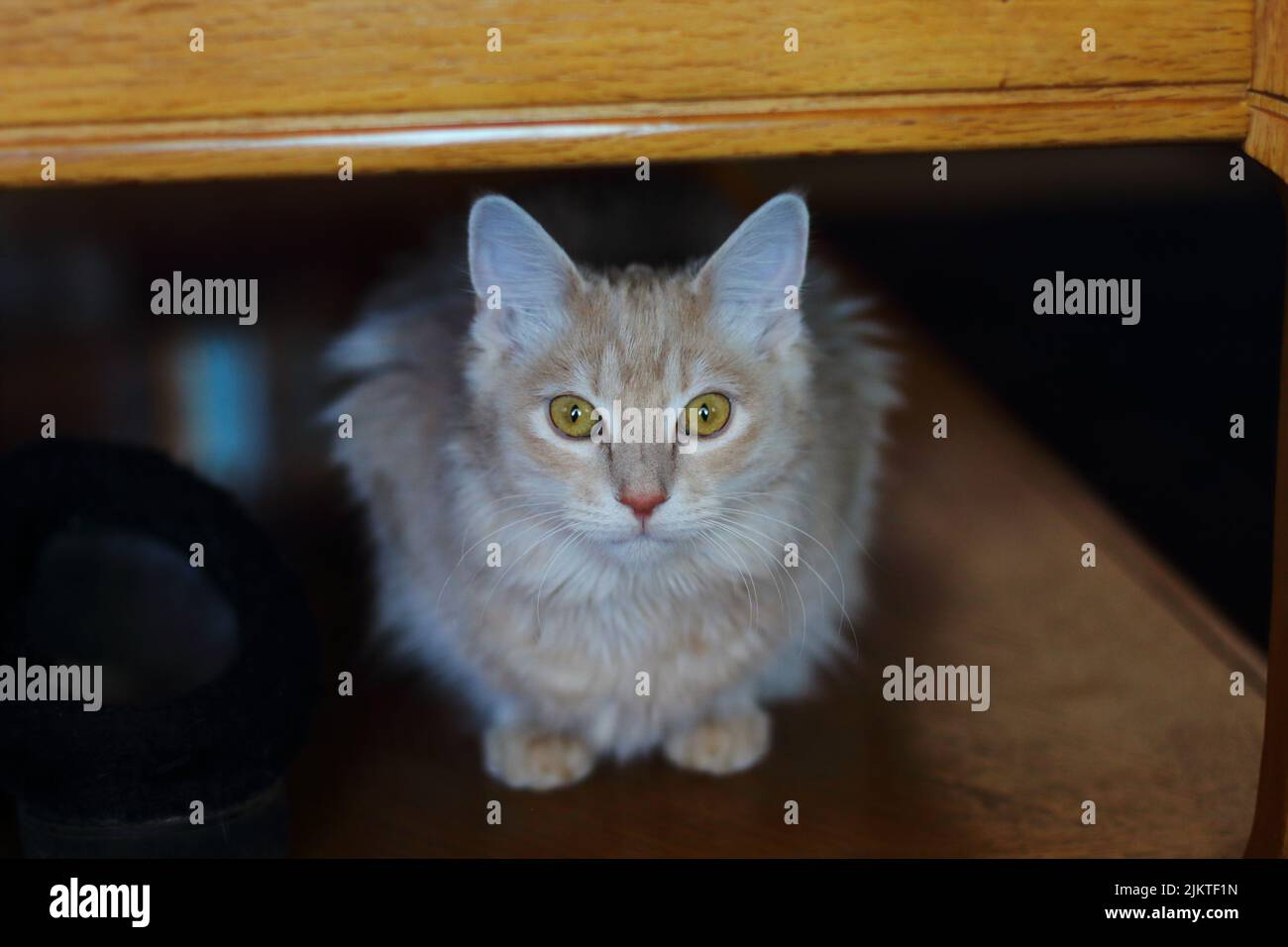 Fluffy Alert buff colored kitten under table with shallow depth of