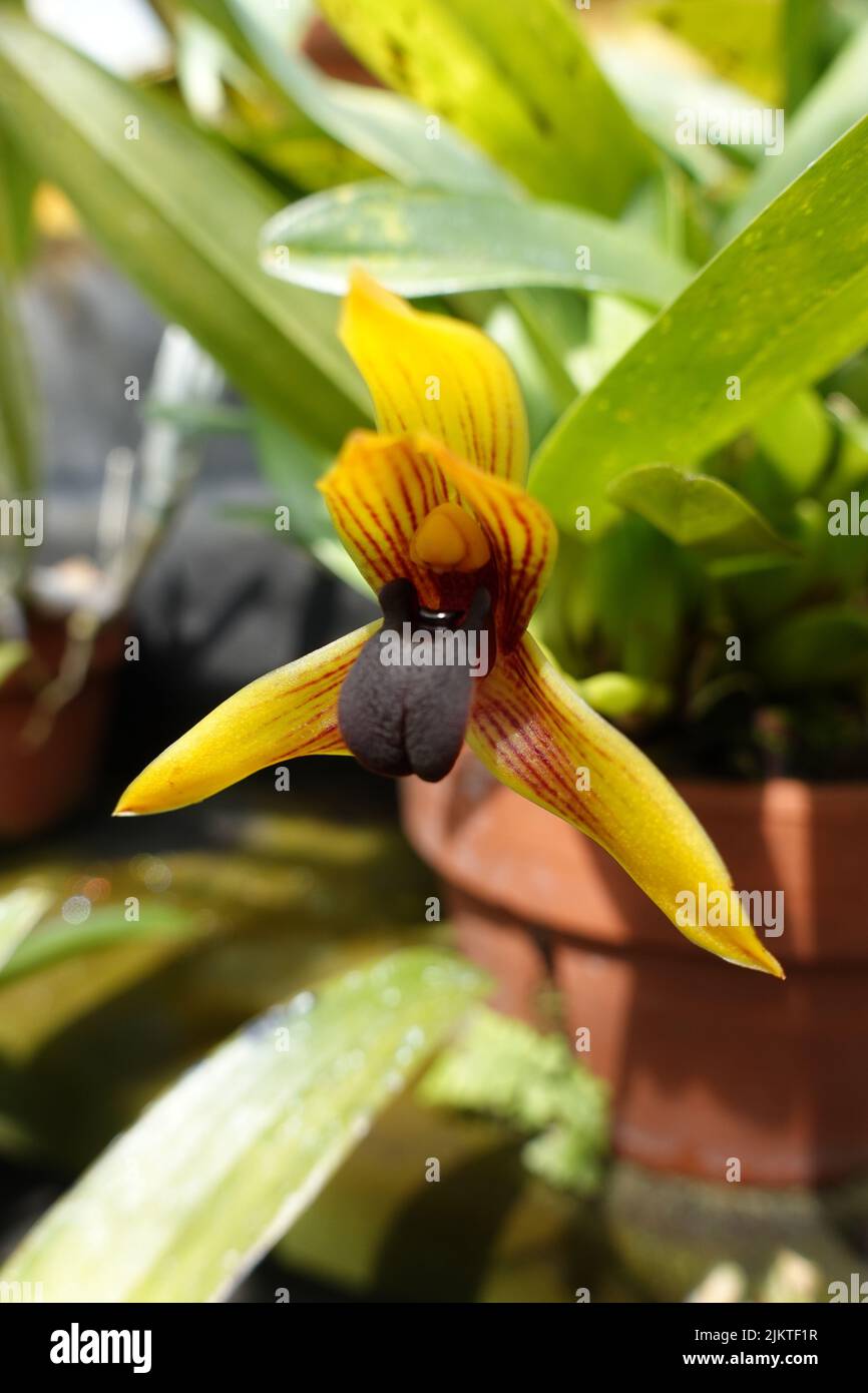 A selective focus shot of potted yellow maxillaria orchid Stock Photo
