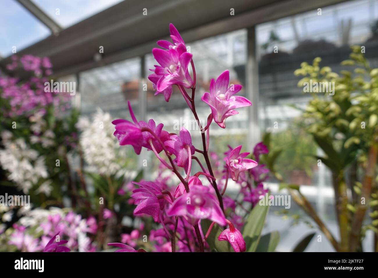 A closeup shot of purple Dendrobium Bigibbum or Cooktown Orchid flowers in the greenhouse Stock Photo