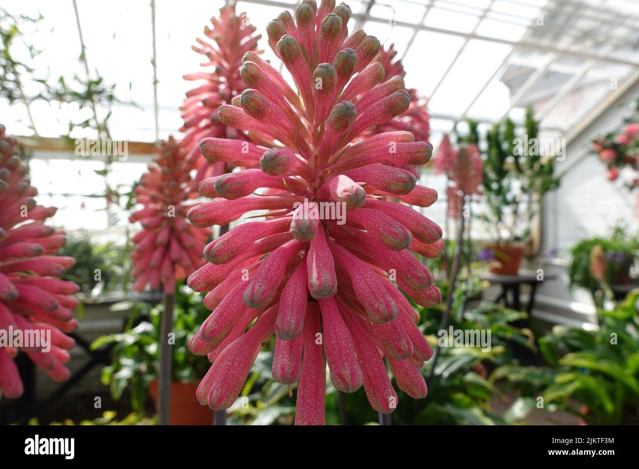 A Veltheimia Bracteata in greenhouse Stock Photo