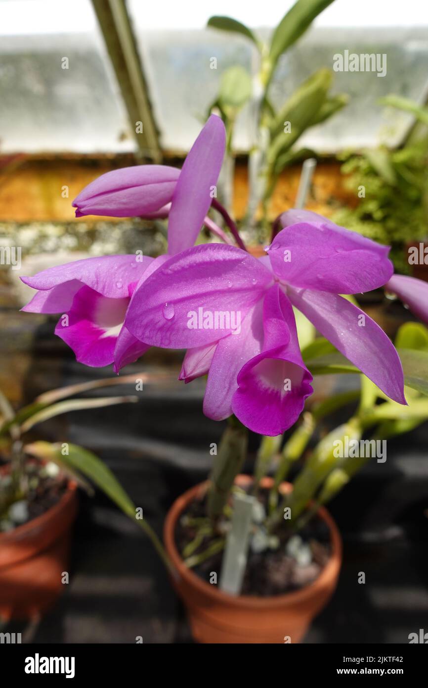 A selective focus shot of potted purple cattleya orchid Stock Photo